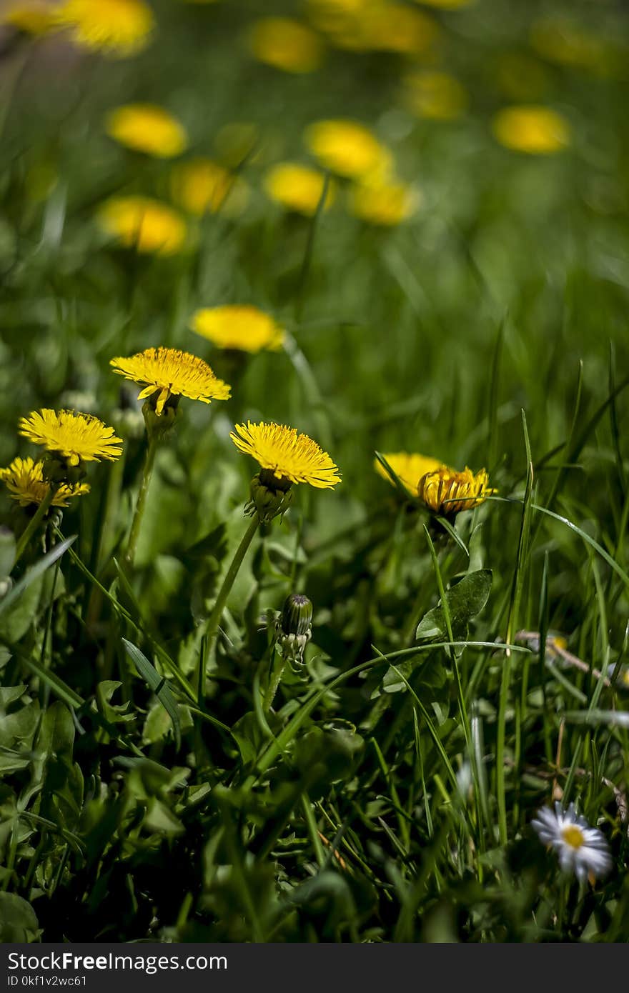 Selective Focus Photo of Yellow Petaled Flower