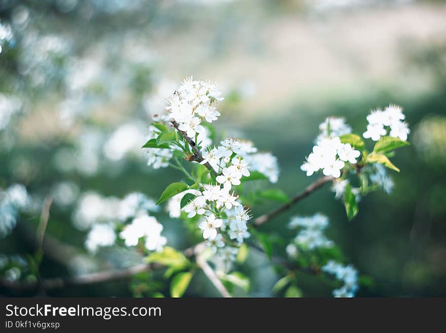 White Petaled Flowers