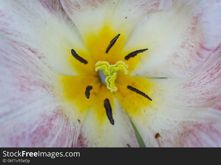 Yellow and White Flower