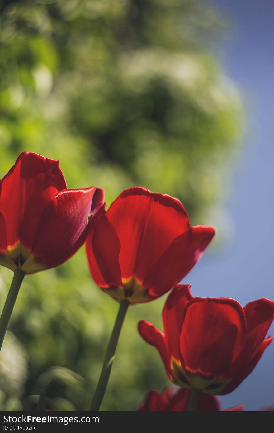 Selective Focus Photo of Three Red Rose Flowers