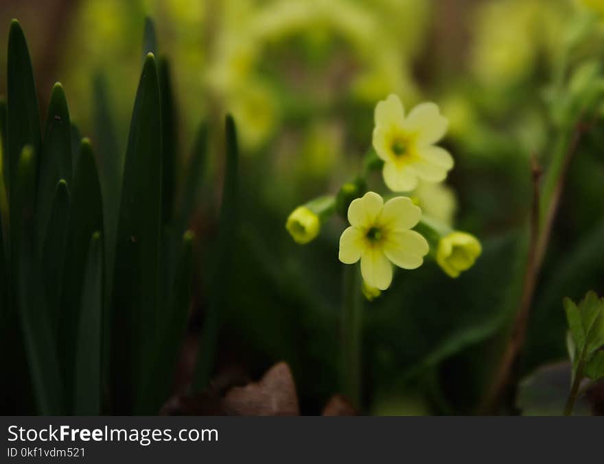 Yellow Petaled Flower in Selective Focus Photography