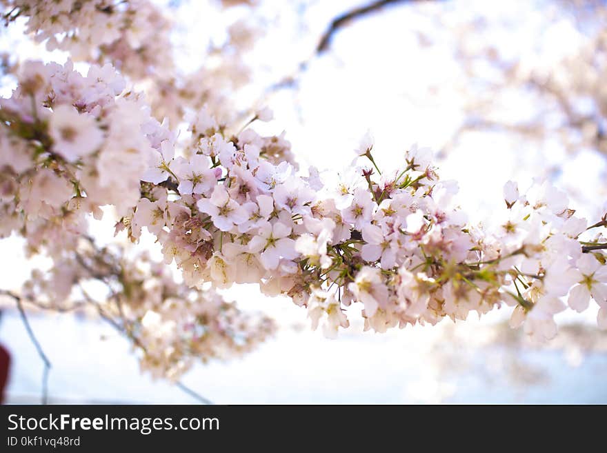 Closeup Photo of Apple Blossom Flowers