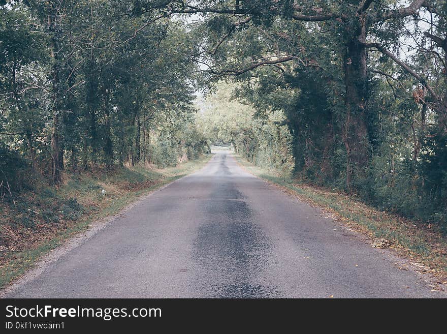 Green Leafed Trees