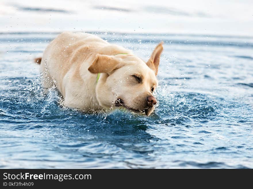 Beige labrador swims in the water i