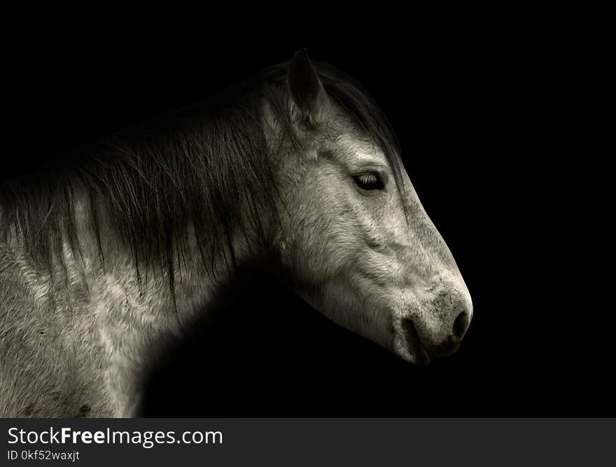 Horse portrait isolated on black