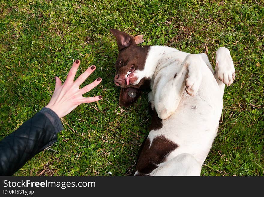 Homeless dog having fun on the grass