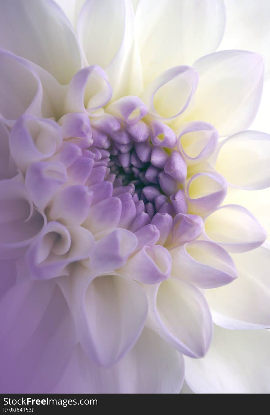 Beautiful Flower Dahlia Close-up