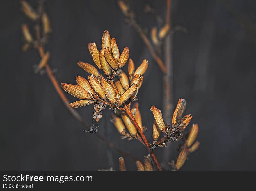 Stems of withered plants abstract autumn background