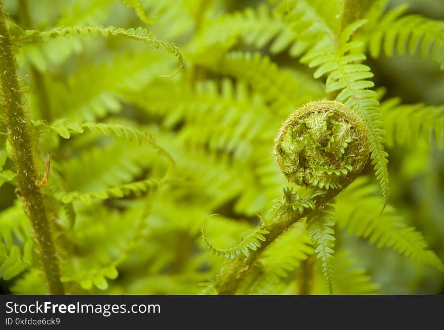 Fern, a vascular plant, unrolling fiddlehead shaped young frond, green leaves in background. Fern, a vascular plant, unrolling fiddlehead shaped young frond, green leaves in background