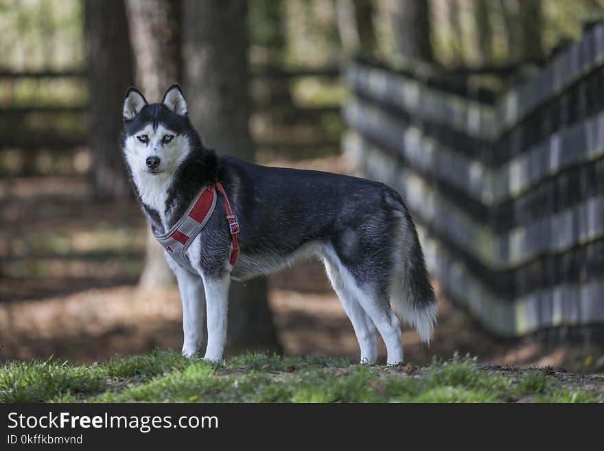 Siberian husky at the park