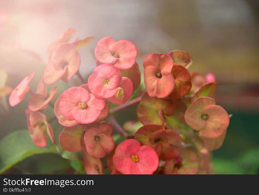 Euphorbia milli