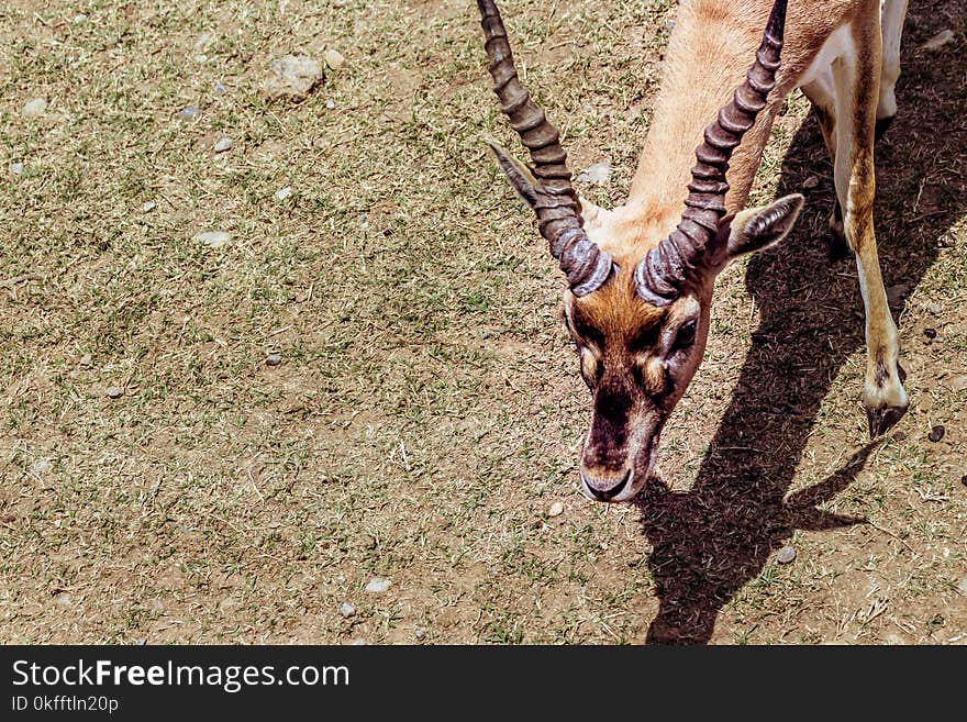 Antelope portrait closeup photograph