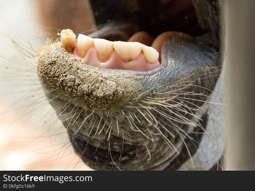 Photograph of the open snout of a zebra witha blurred background. Photograph of the open snout of a zebra witha blurred background