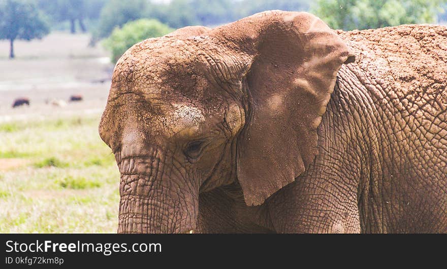 Photograph of an elephant in the field. Photograph of an elephant in the field