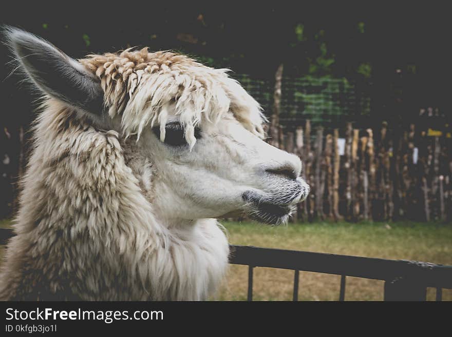 Portrait of a lama in a zoo