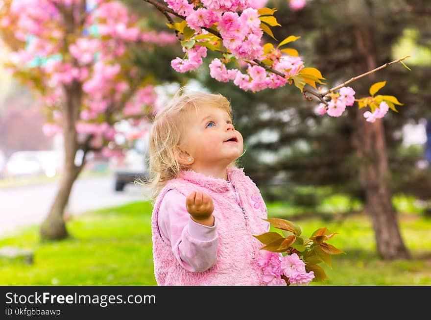 Little charming blonde girl with blue eyes looking at a cherry blossom branch. Little charming blonde girl with blue eyes looking at a cherry blossom branch