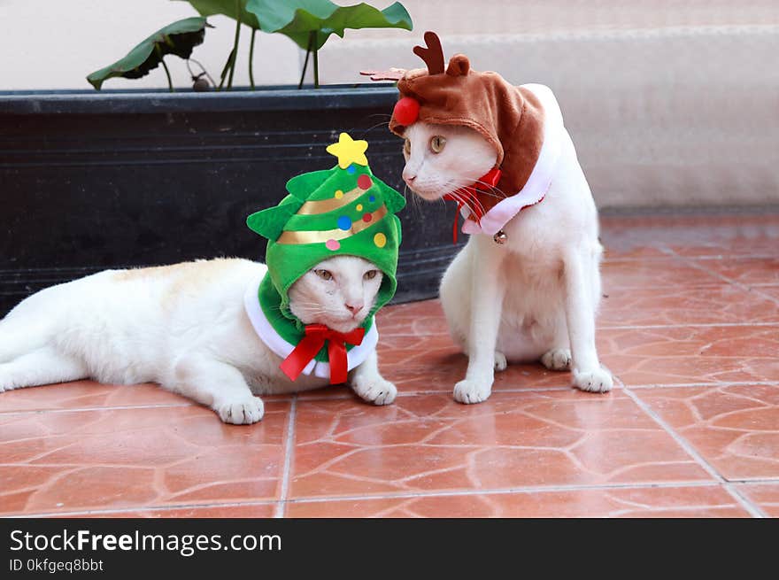 White cat put the green Christmas tree hood and another white cat put the reindeer hood sitting and laying down on the brown floor