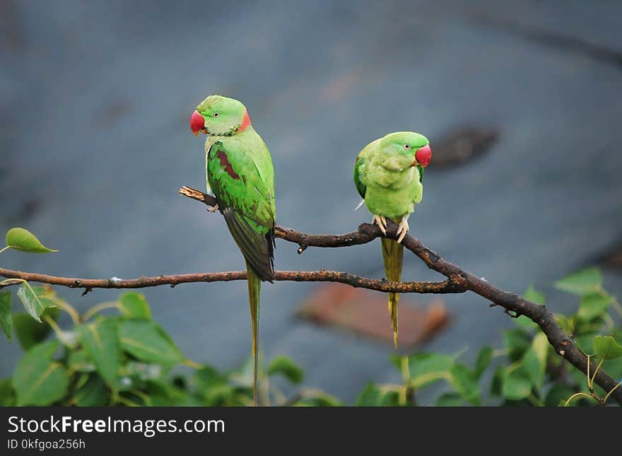 Found this cute pair of birds hanging on on a beautiful morning