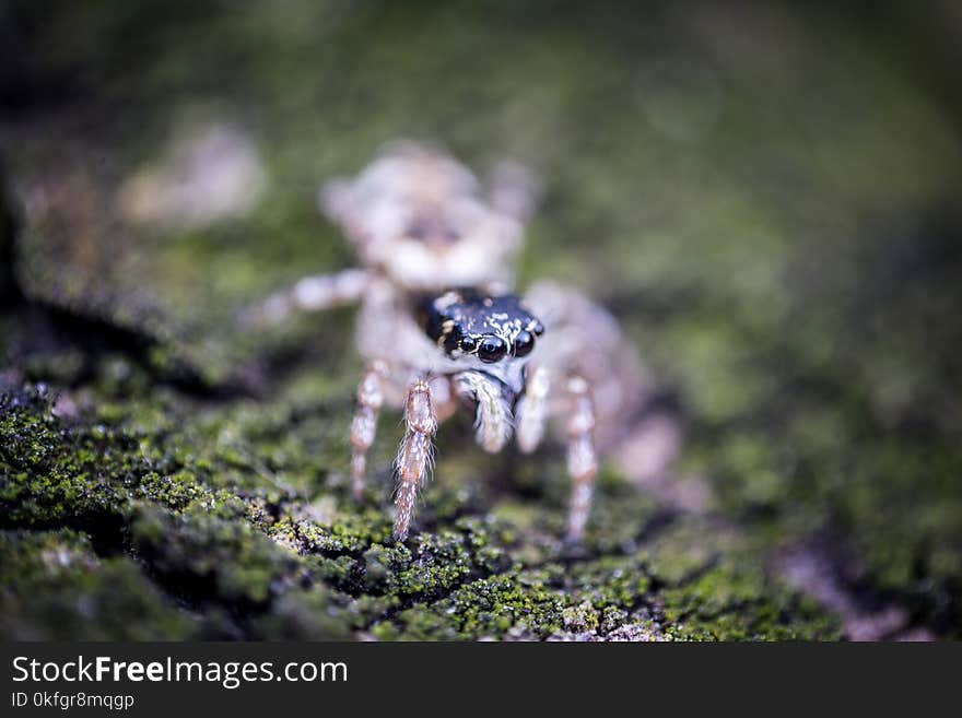 Jumping spider macro