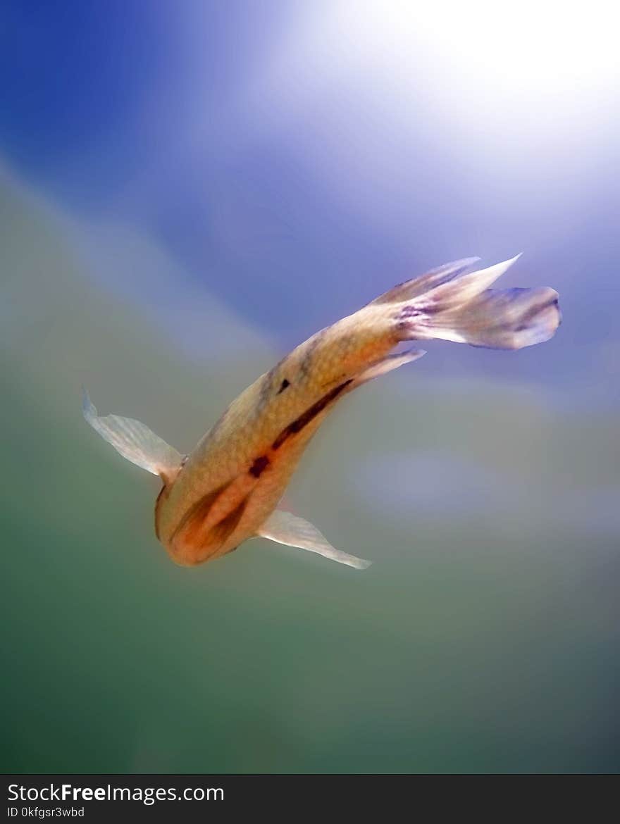 Small fish seen from below swimming in water