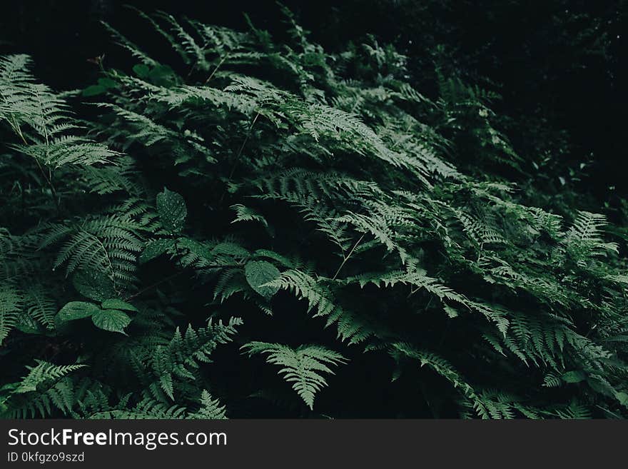 Green Fern Plants