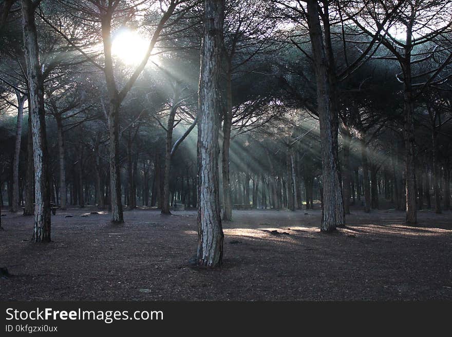 Grayscale Photo of Trees