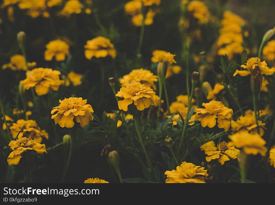 Shallow Focus Photography of Yellow Flowers