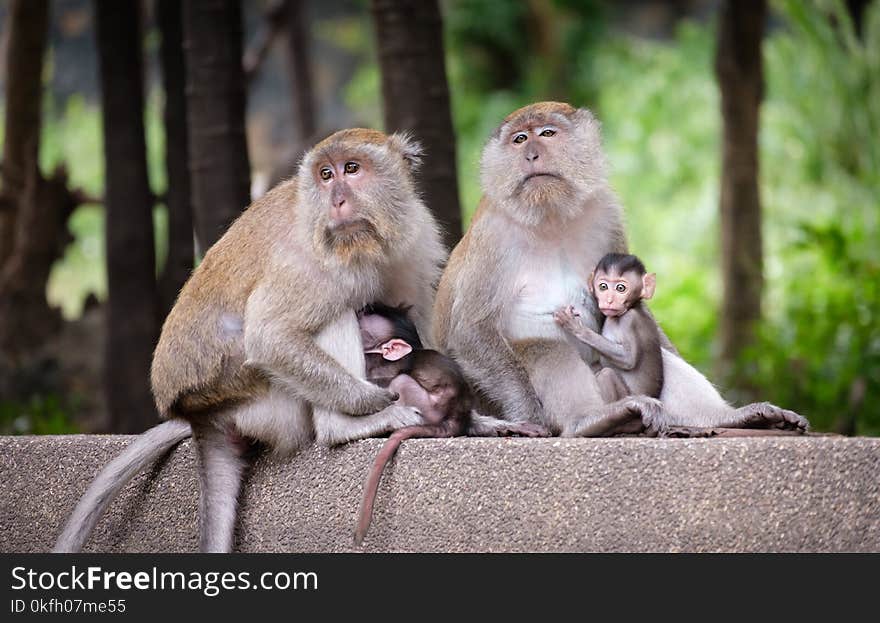 Photo of Monkeys