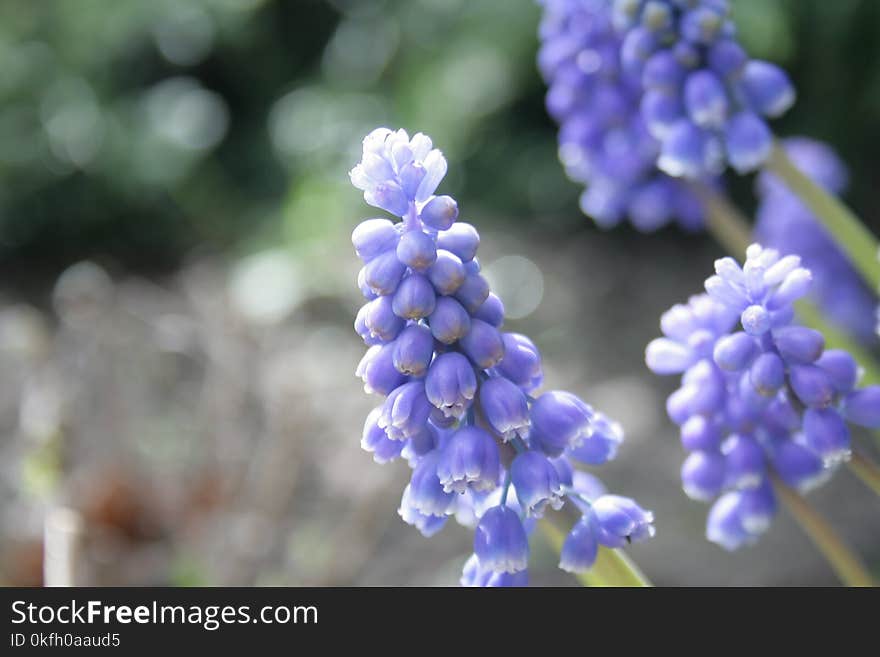 Selective Focus Photography of Purple Petaled Flower