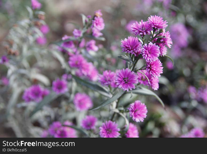 Pink Flowers