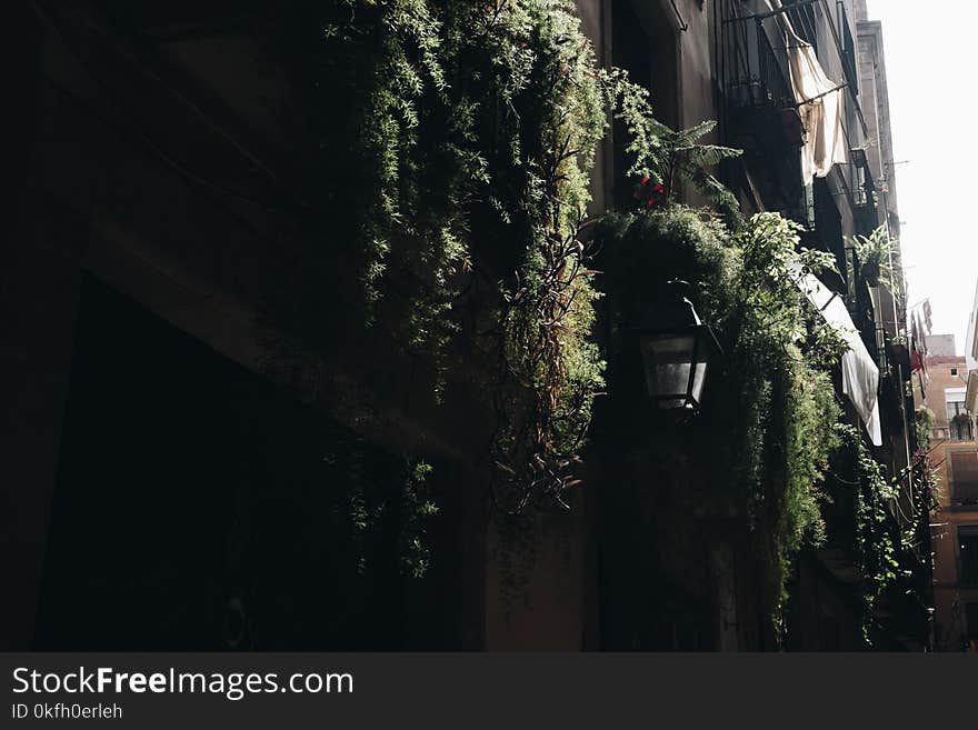 Concrete Building Surrounded by Potted Vine Plants