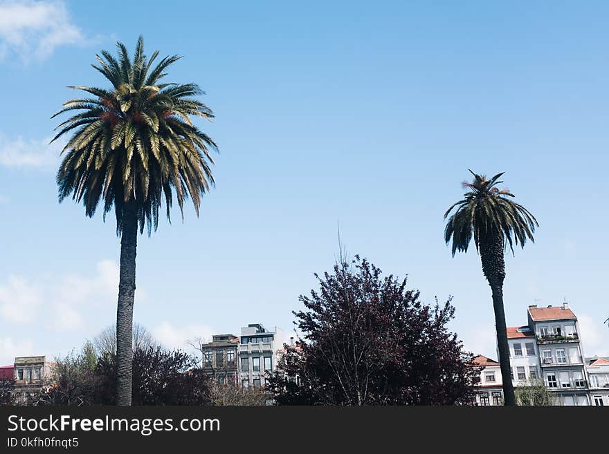 Photo of Two Palm Trees