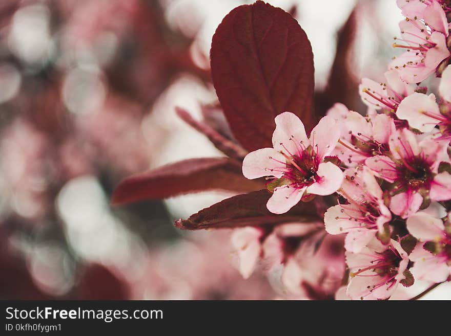 Photo of Pink Cherry Blossoms