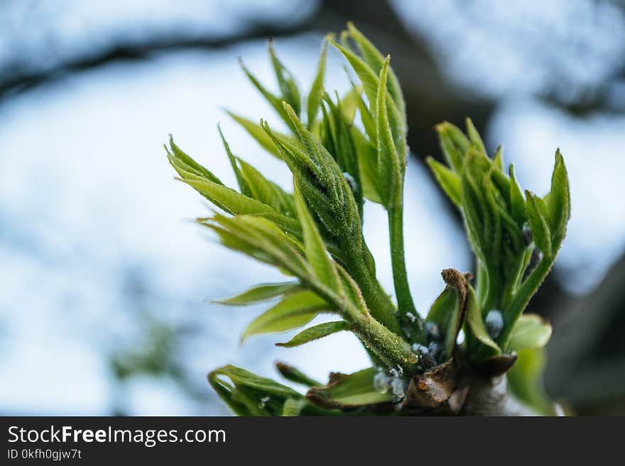 Green Leaves