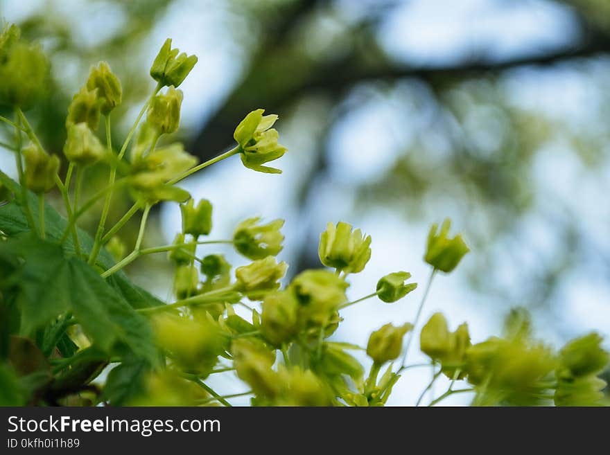 Photo of Green Leaf Plant