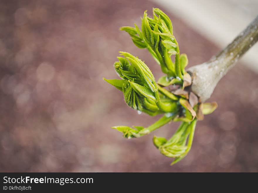 Selective Focus Photography of Plant