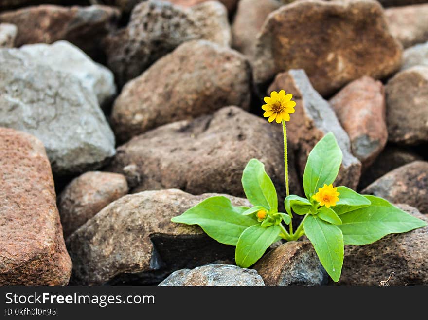 Two Yellow Flowers Surrounded by Rocks