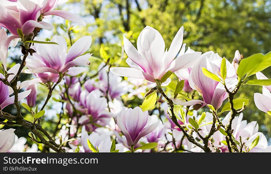 White and Pink Flowers