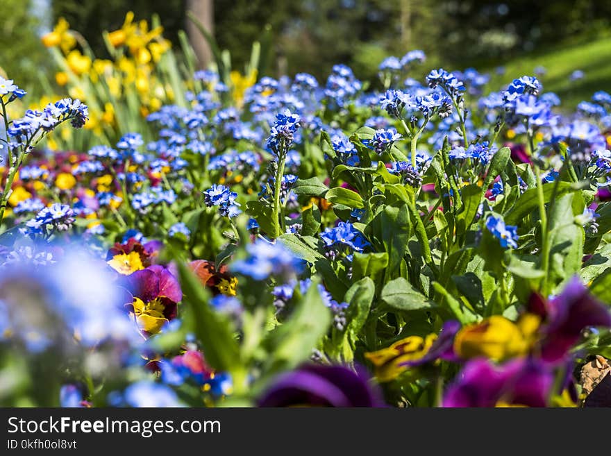 Purple and Blue Flowers