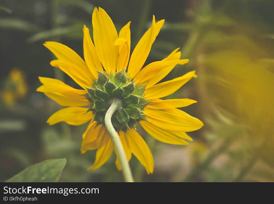 Close-Up Photography of Yellow Flower