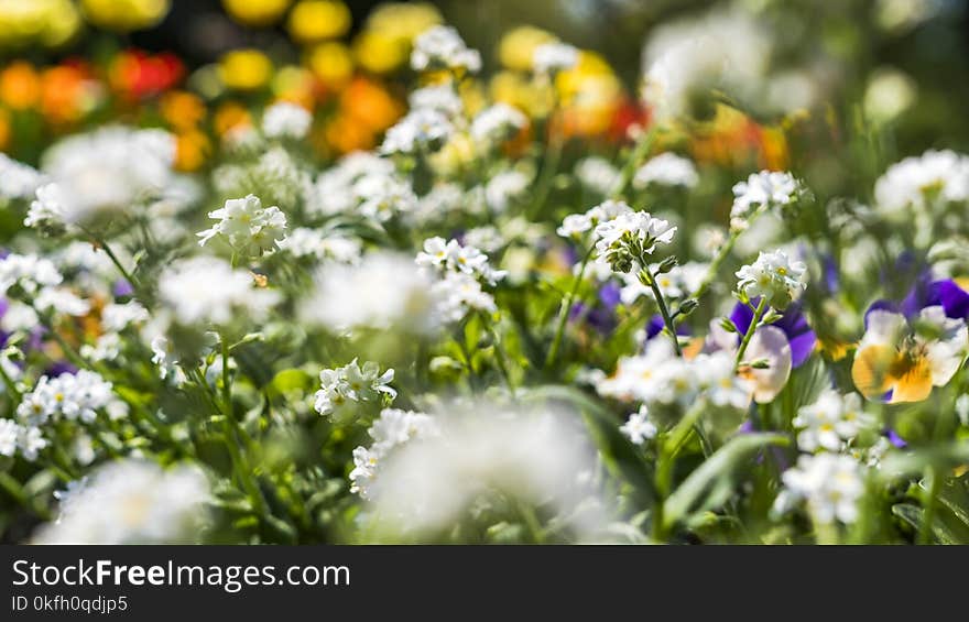 White and Purple Flower Field