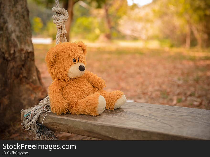 Close-Up Photography of Teddy Bear on Wooden Swing