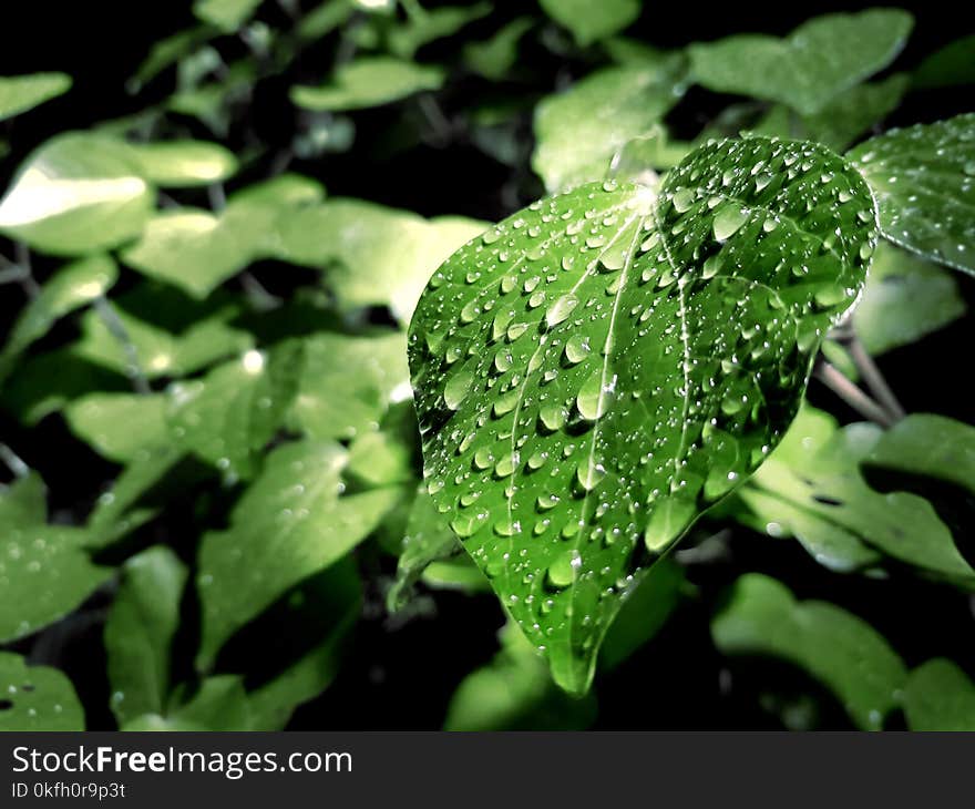 Green Leaf With Water Droplets on Top