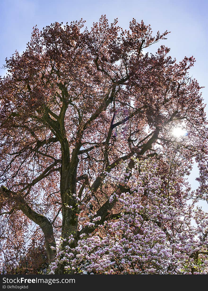 Red Leafed Tree