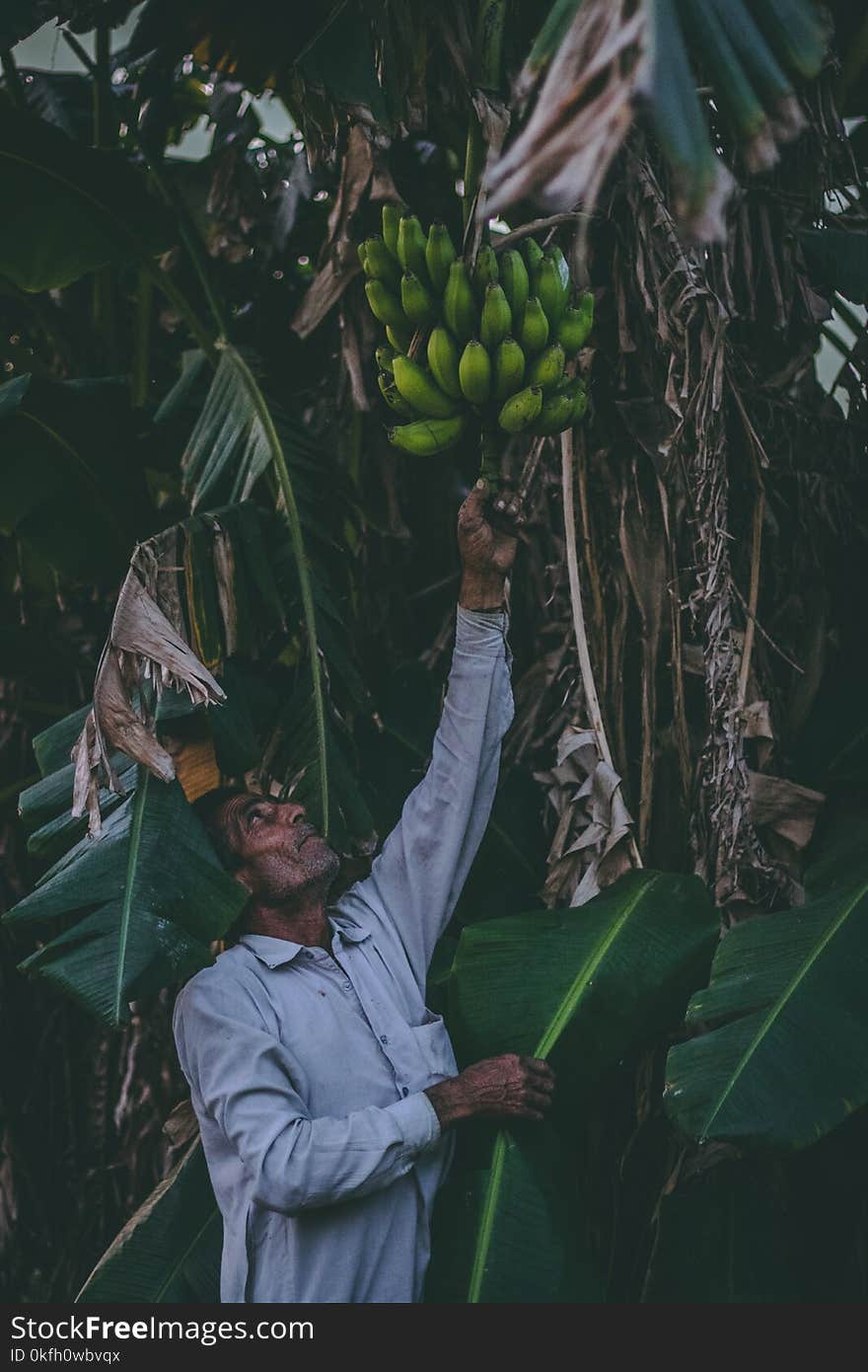 Person Reaching for Banana Fruit