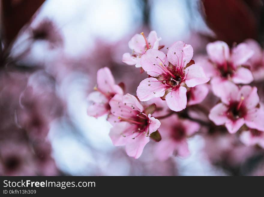 Photo of Pink Cherry Blossoms