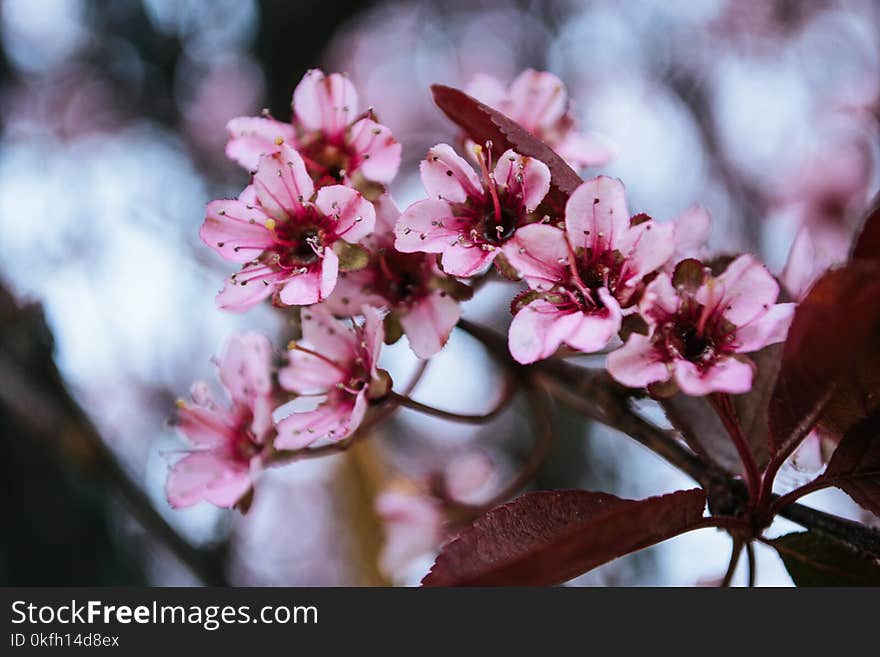 Close-up Photography of Cherry Blossoms