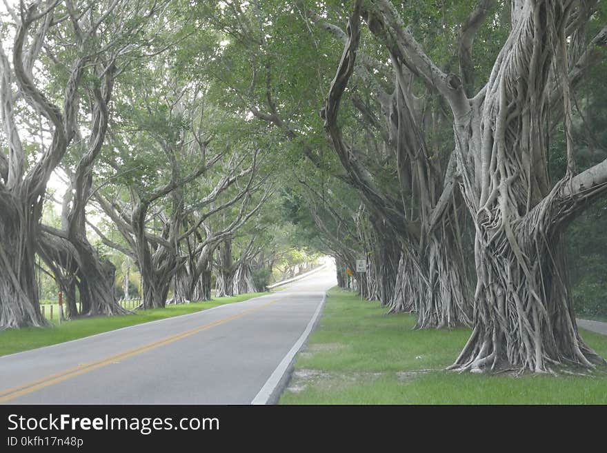 Concrete Road Beneath a Trees