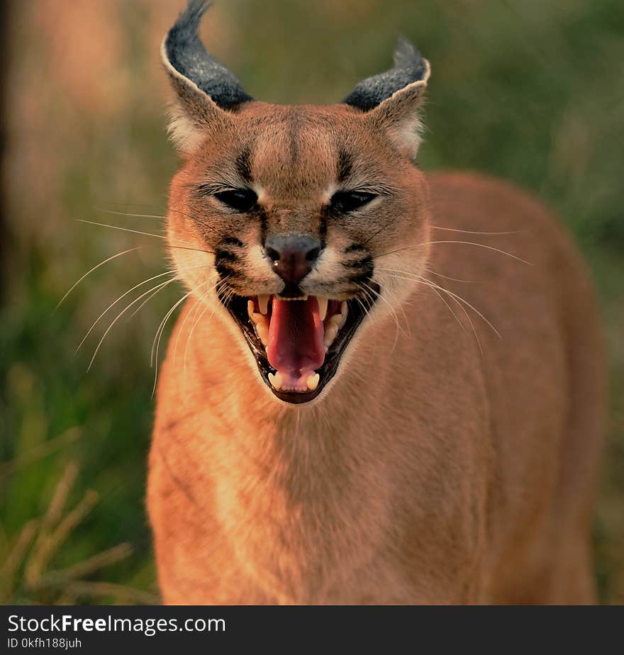 Close-up Photo of Brown Wild Cat