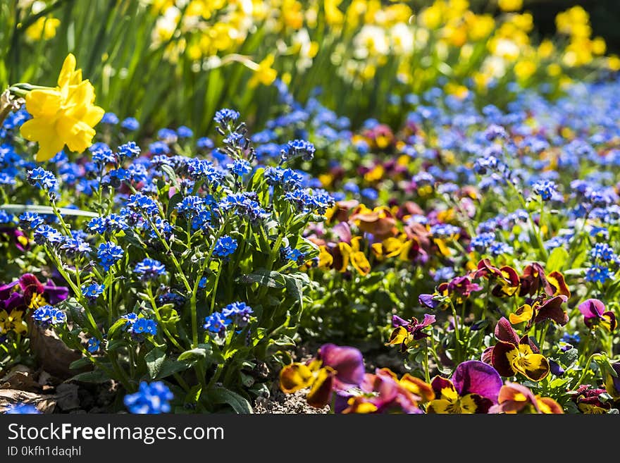 Photo of Assorted-color Flowers at Daytime